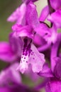 Early purple orchid flower detail Ã¢â¬â Orchis mascula